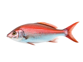 a red and blue fish