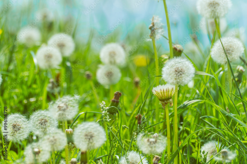 Wall mural a field of dandelions is in full bloom, with many of the flowers still attached to their stems. the 