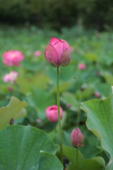 8月上旬のハス池にて