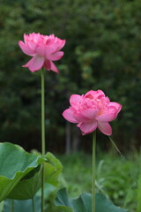 8月上旬のハス池にて