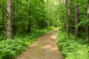 Path in Bialowieza Forest in Poland