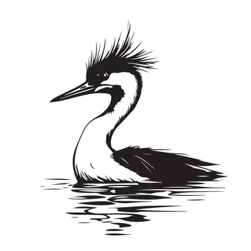 recommend clip art: Beautiful water bird Podiceps cristatus great grebe isolated on white