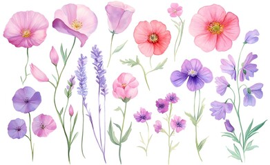 Set of pink and purple wildflowers, watercolor clipart with a white background.