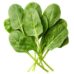 Obraz premium spinach leaves isolated on white background