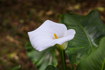 A beautiful white calla lily in full bloom, showcasing its elegant, cup-shaped petals and delicate purity