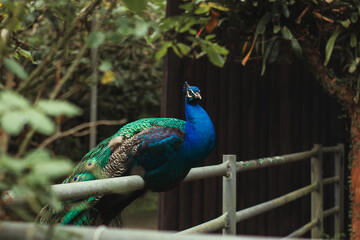Obraz premium A majestic peacock perched on a fence, surrounded by lush greenery. The peacock's vibrant plumage, with its iridescent blue and green feathers, contrasts beautifully with the natural setting.