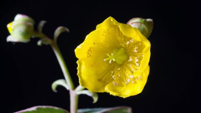 Hypericum flowering time-lapse photography