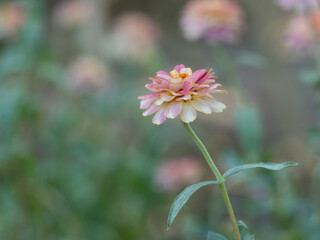 Obraz premium 花壇の愛らしいヒャクニチソウ