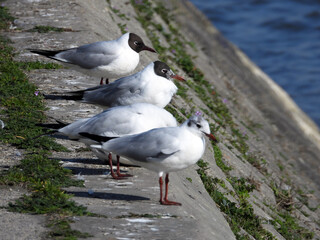 river seagulls sitting and flying by the Danube river in Novi Sad