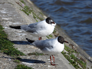 river seagulls sitting and flying by the Danube river in Novi Sad