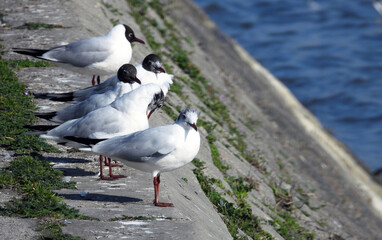 river seagulls sitting and flying by the Danube river in Novi Sad