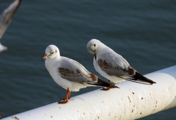 river seagulls sitting and flying by the Danube river in Novi Sad