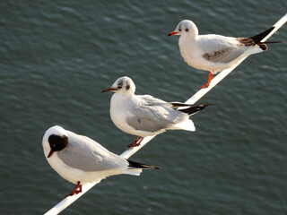 river seagulls sitting and flying by the Danube river in Novi Sad