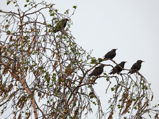 starling birds sitting on the branches of birch tree
