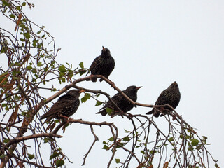 starling birds sitting on the branches of birch tree