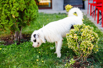 A homeless young fluffy white dog with black spots is resting on the green lawn in summer