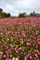 Field of pink flowers on an overcast day.