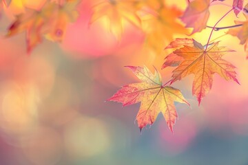 Maple leaves leaf background autumn.