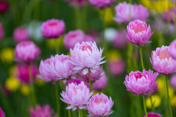 Obraz premium Beautiful pink flowers in the field.