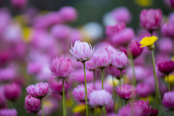 Blooming pink paper daisy flower.