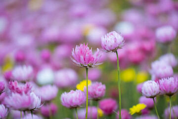 Close-up view of pink flower.