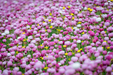 Obraz premium Field of blooming pink flowers.