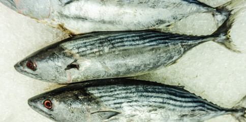 Indo-Pacific king mackerel (Scomberomorus guttatus), also known as the spotted seer fish or spotted Spanish mackerel, is chilled with ice to keep it fresh for sale in the market.