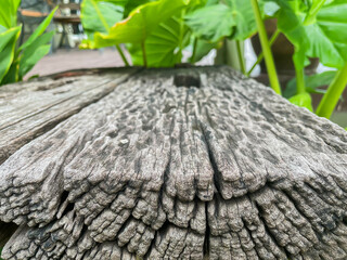 Old wood texture with natural green background, stock image. (Selective focus)