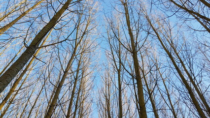 trees in the sky