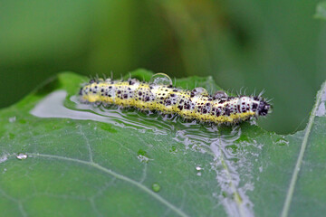 caterpillars of the cabbage white butterfly on a nasturtium leaf