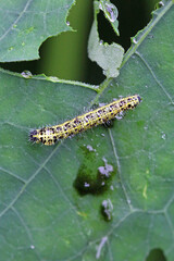 caterpillars of the cabbage white butterfly on a nasturtium leaf