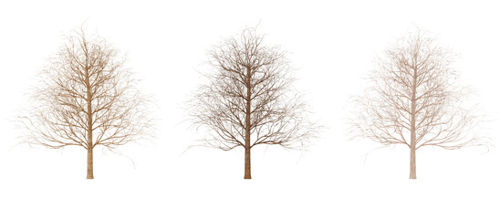 Bare Tree 3D Model, Isolated on Transparent Background