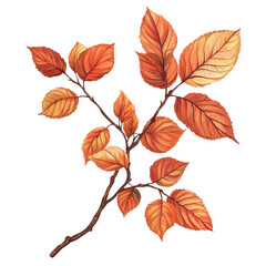 Obraz premium Collection of autumn dried twigs and leaves, isolated on white