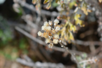 Silver ragwort seed head