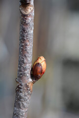 Common horse chestnut branch with bud