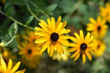 Black-eyed Susan flowers
