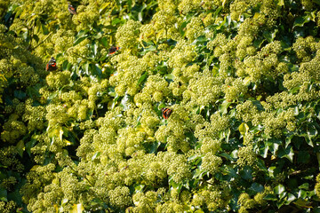 Naklejka premium Colorful butterflies sitting in light yellow flower field that is growing on top of a green tree.
