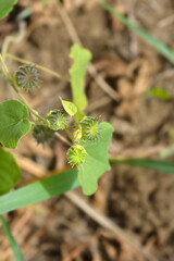 Velvetleaf seed pods