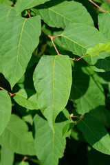 Japanese knotweed leaves