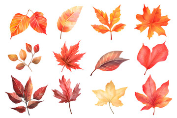 Autumn yellow leaves watercolor collection isolated on transparent background