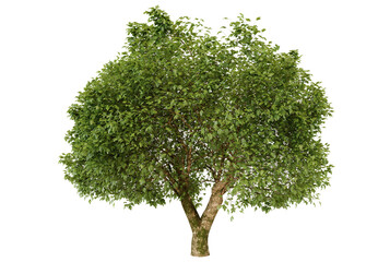 Fototapeta premium Isolated Green Tree on Transparent Background