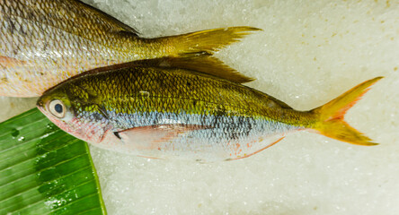 Caesionidae, the fusiliers, Yellowtail amberjack, yellowtail kingfish, hiramasa atau great amberjack on ice to maintain its freshness for sale at the market