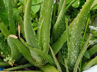 Healthy and fresh aloe vera plants.
