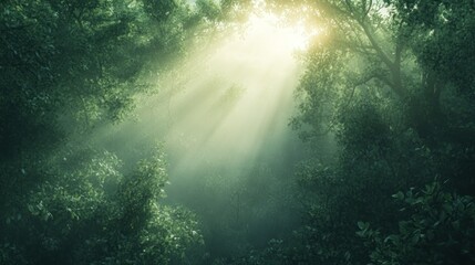 Fototapeta premium Sunlight Streaming Through Dense Foliage in a Foggy Forest