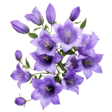 recommend clip art: Purple campanula flowers in a floral arrangement isolated transparent background