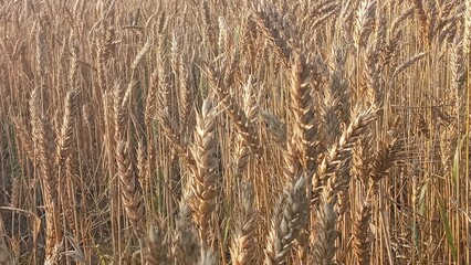 Fototapeta premium Vibrant golden wheat field basking in the sun s glow on a summer day