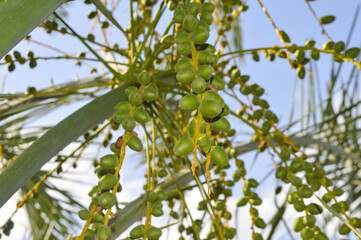 Natural green dates fruit on tree blue sky background