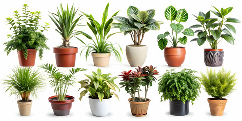 Fototapeta premium Collection of various plants isolated on white background, plants, collection, leaves, greenery, botanical, nature