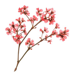 Fototapeta premium twig of coral limonium flowers isolated on white or transparent background