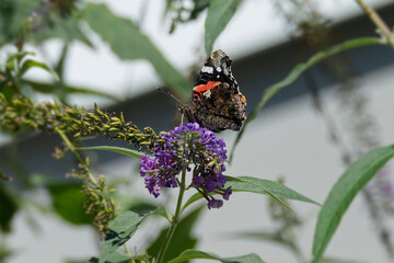 Red admiral butterfly (Vanessa Atalanta) perched on summer lilac in Zurich, Switzerland